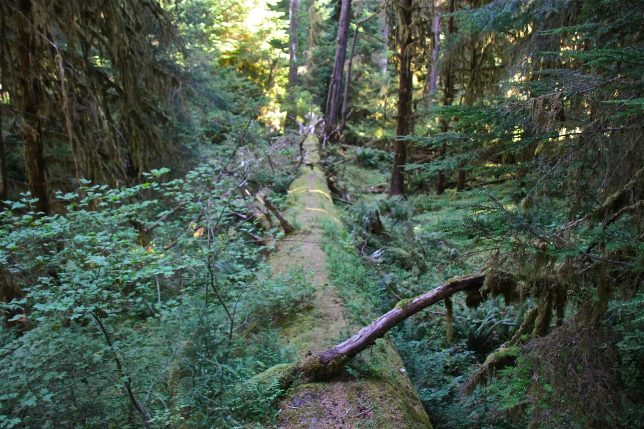 Olympic National Park