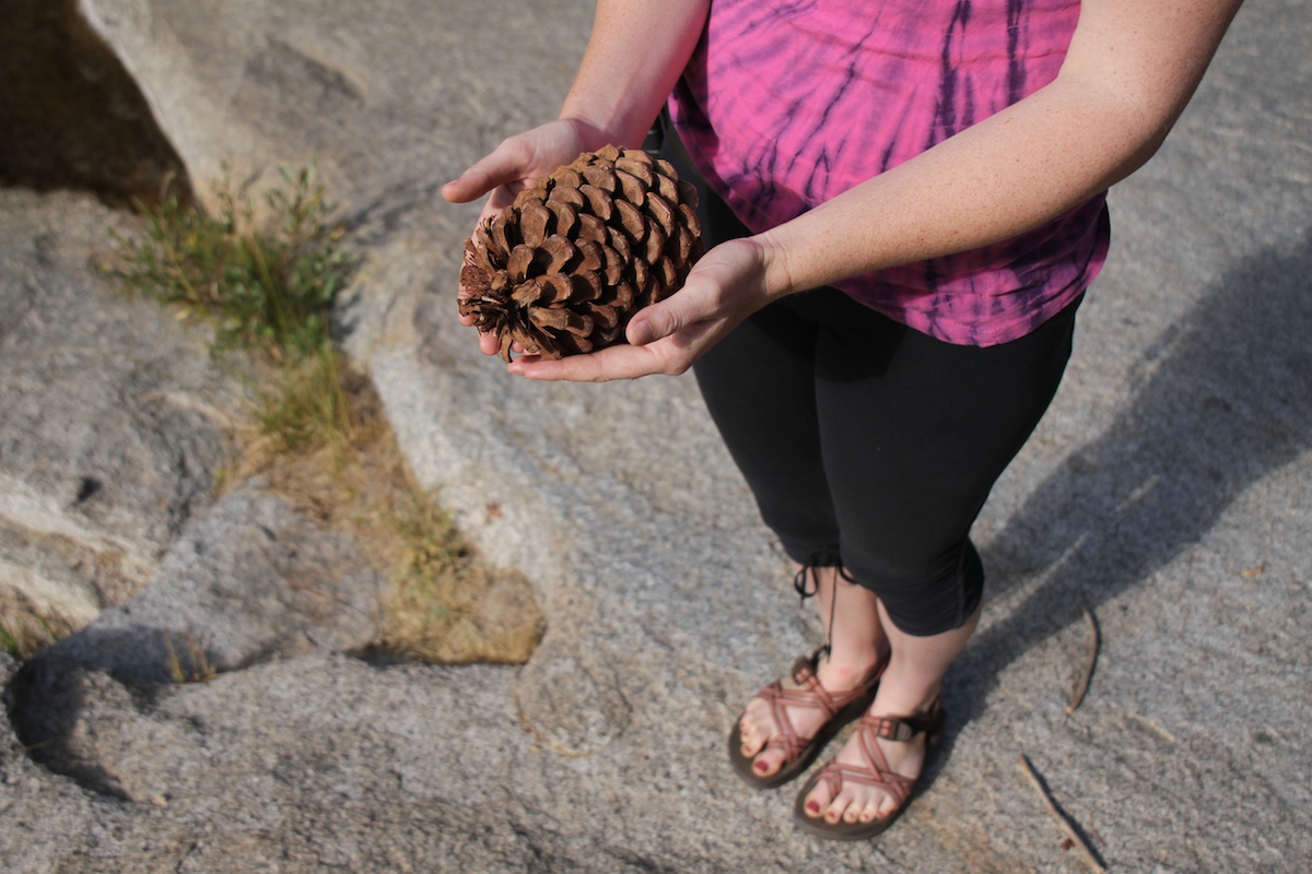 Giant Sequoia Pinecone