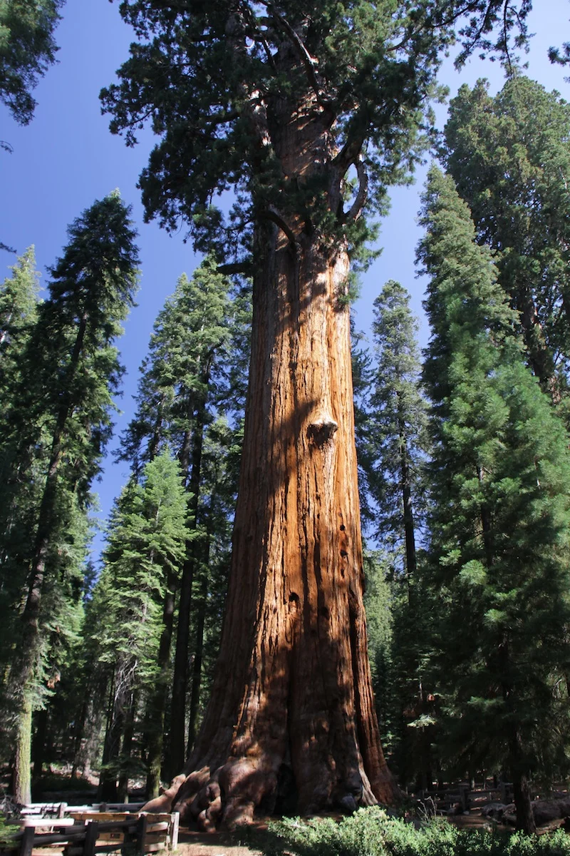 General Sherman, largest tree in the world (giant sequoia)