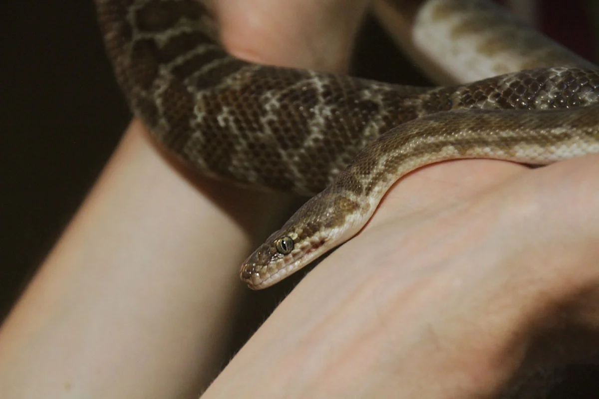 darwin-crocosaurus-snake.jpg