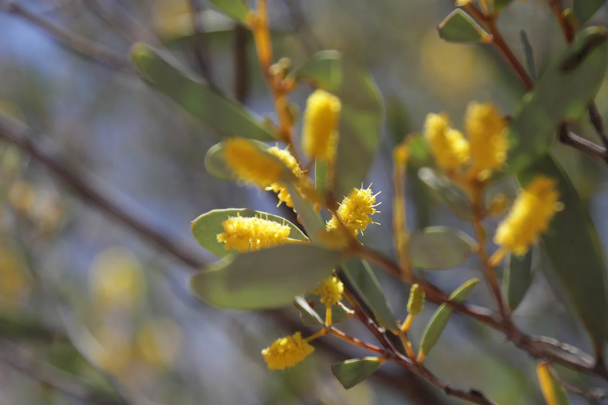This is where Australia's green and yellow colors come from