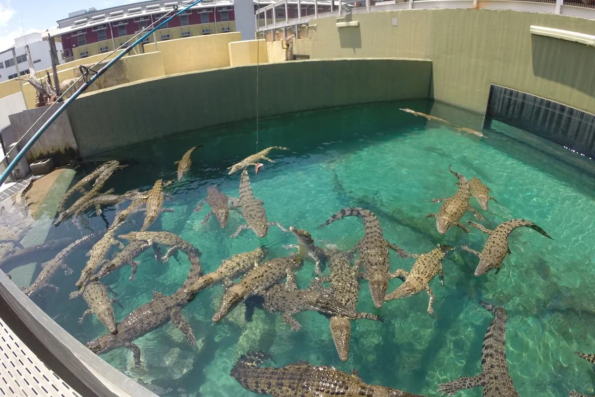 juvenile-crocodiles-darwin.jpg