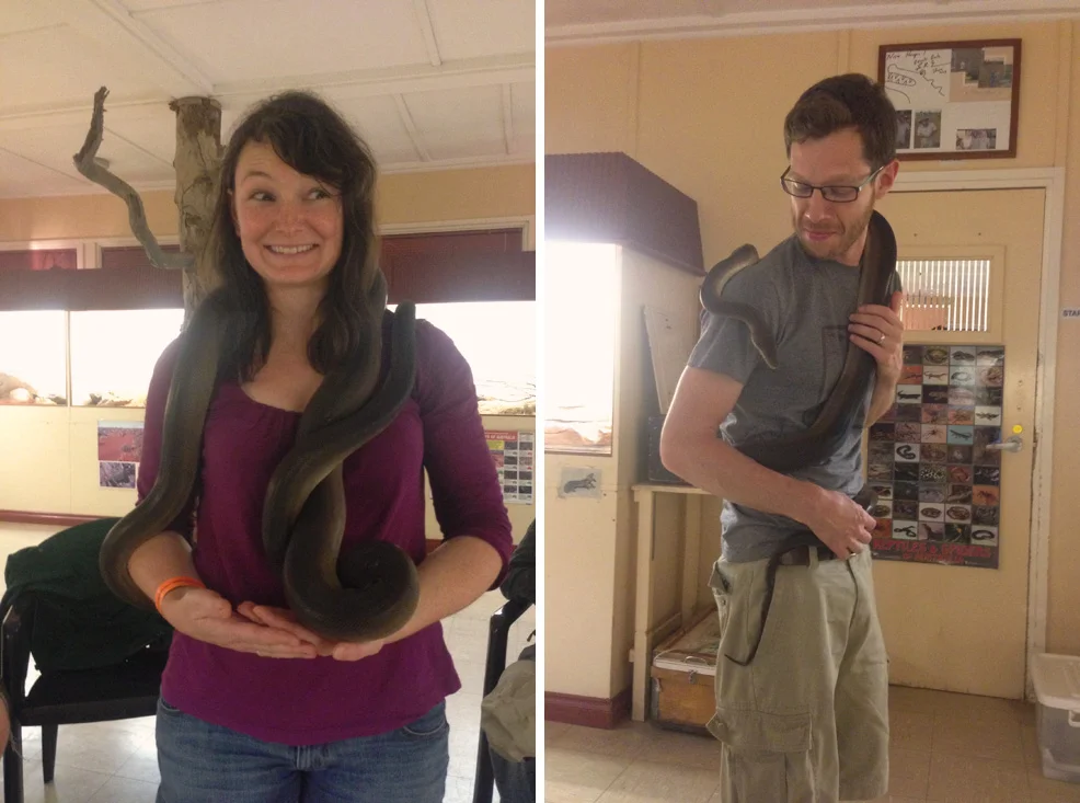 Suzie Q, the gentle olive python
