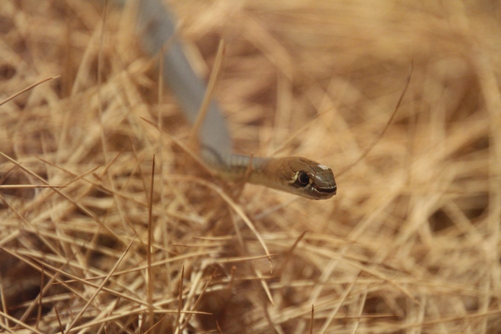 reptile-centre-small-snake
