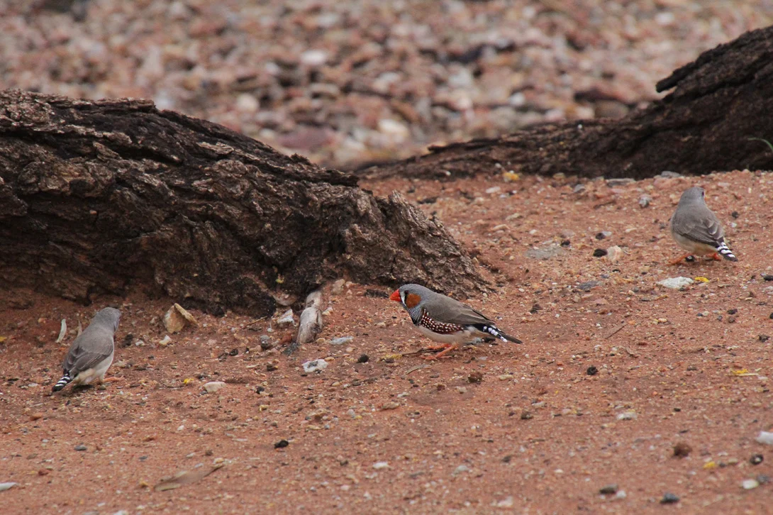 zebra-finches-alice-springs.jpg