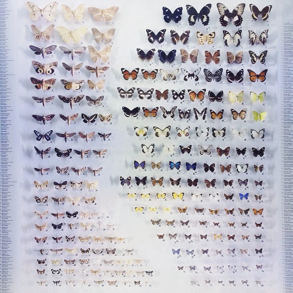 darwin-museum-butterflies.jpg