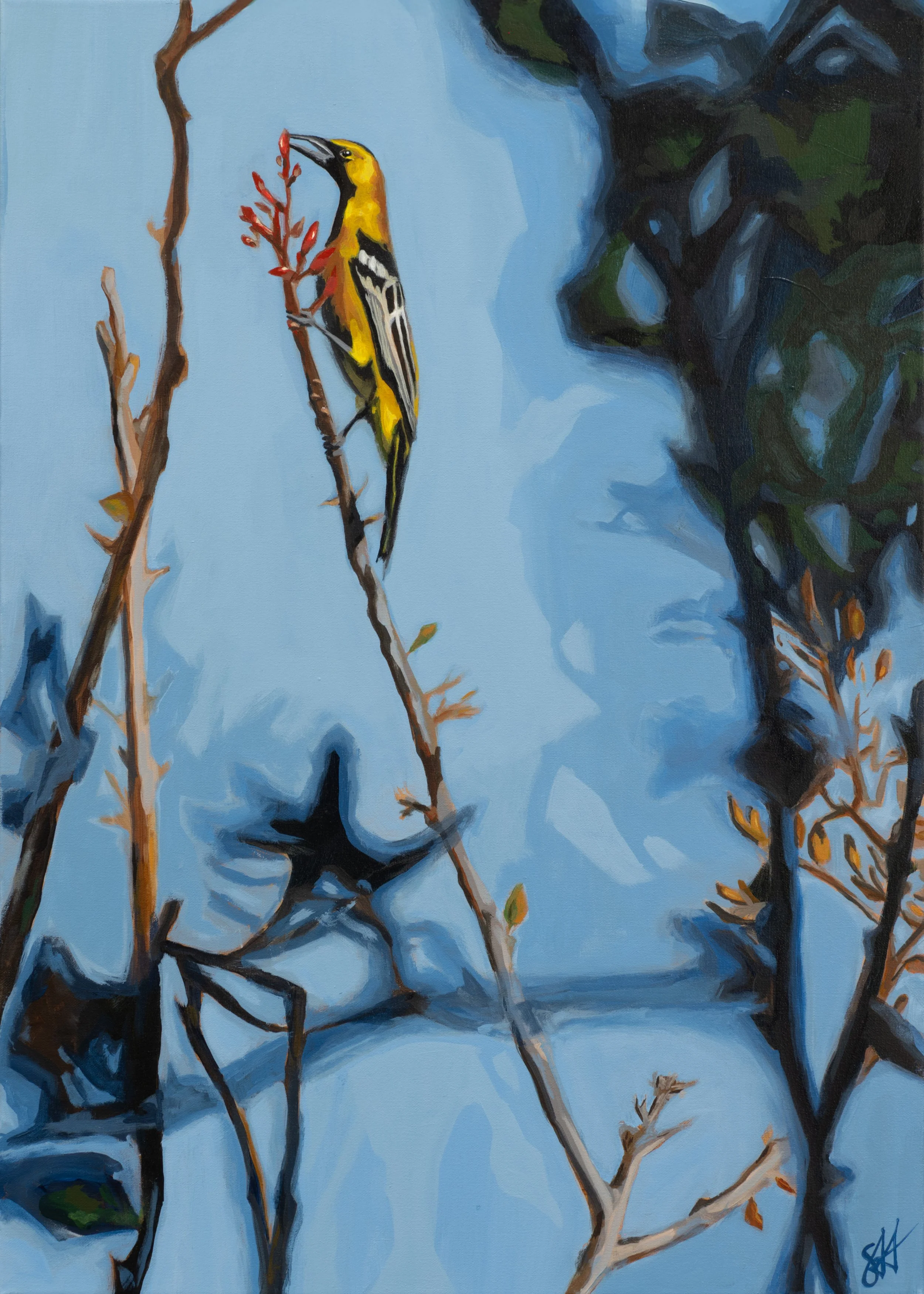 66-2026003_Hooded Oriole, Seen Between - Stacey Lizette.jpg