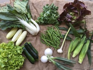 July 2016 Sample Vegetable Share