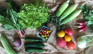 August 2016 Sample Vegetable Share