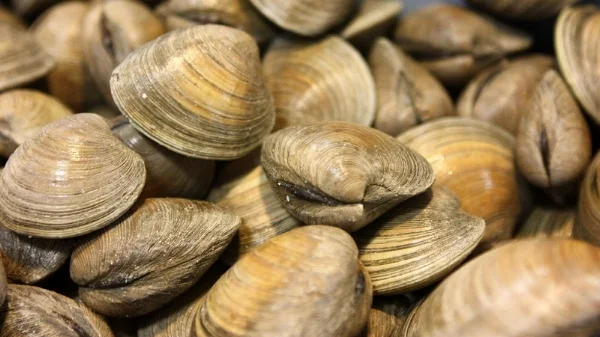 The sweetest shucking little necks around!
