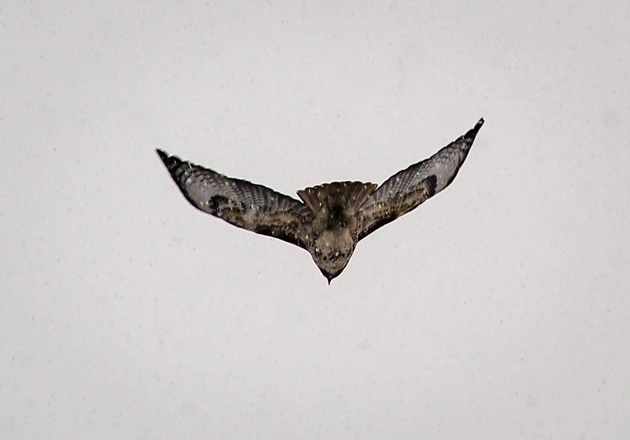 HMH_2743.jpg
