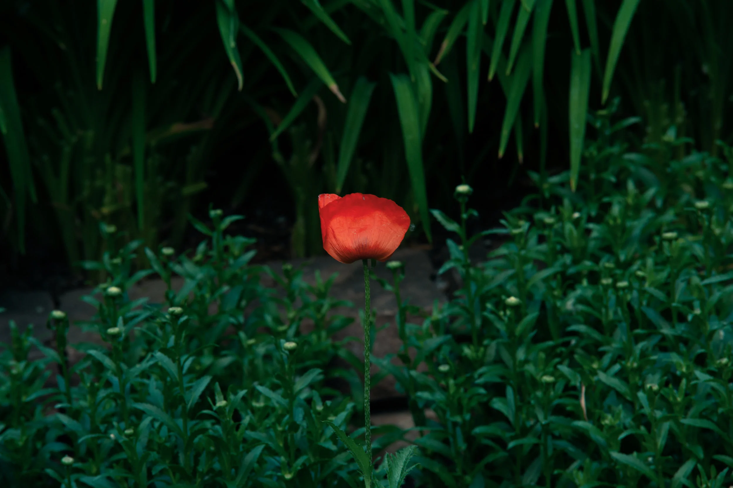 HMH_4040.jpg
