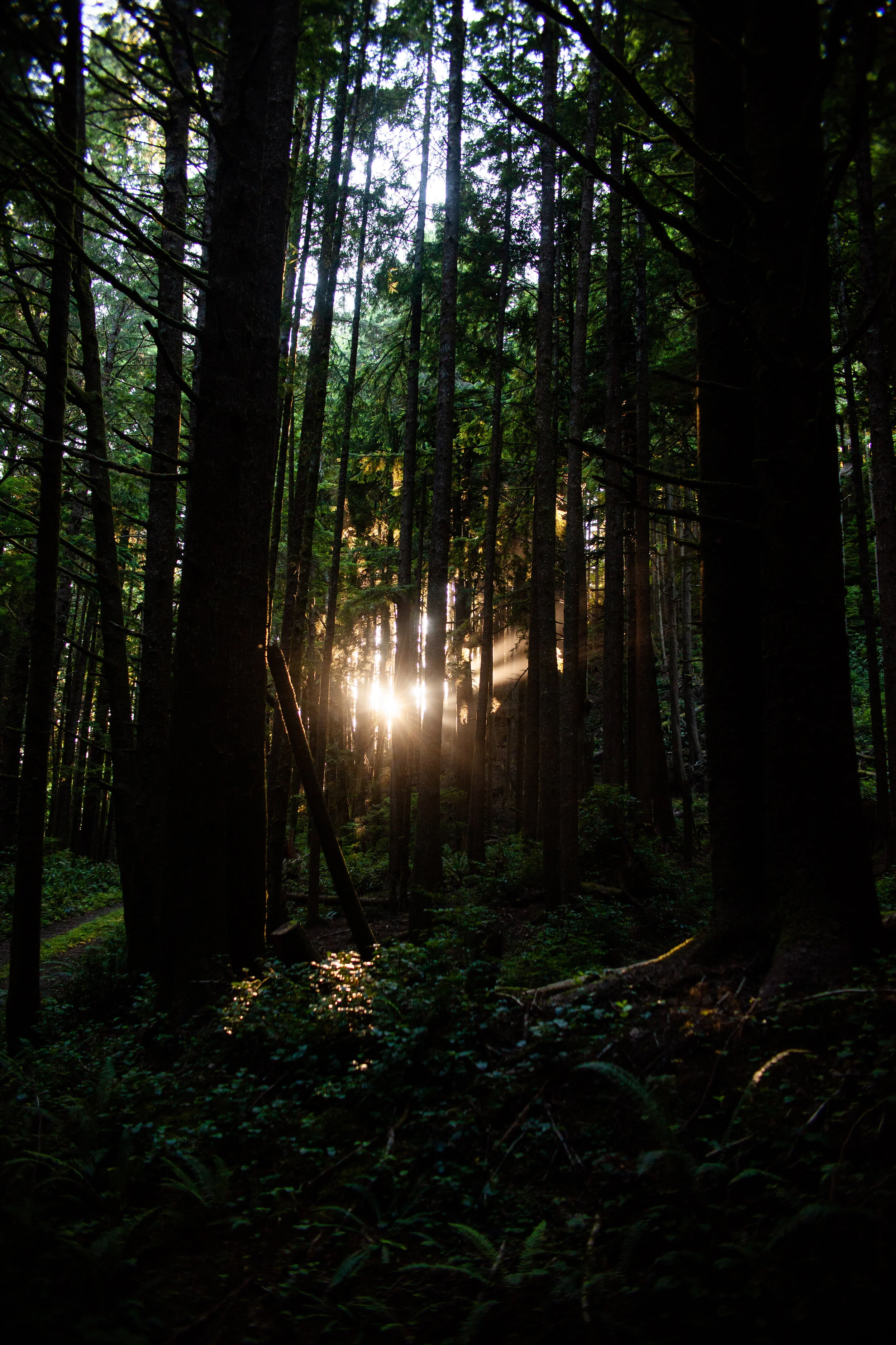 (V) Oregon 022.JPG