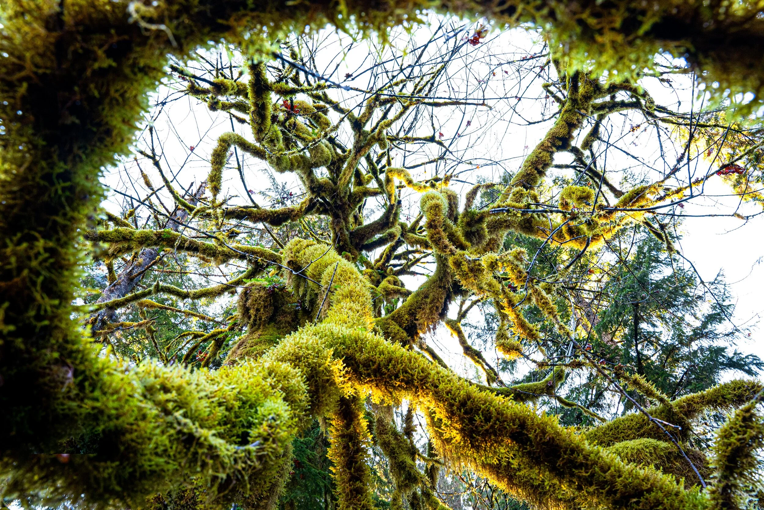 Moss Tree Preview-1.JPG
