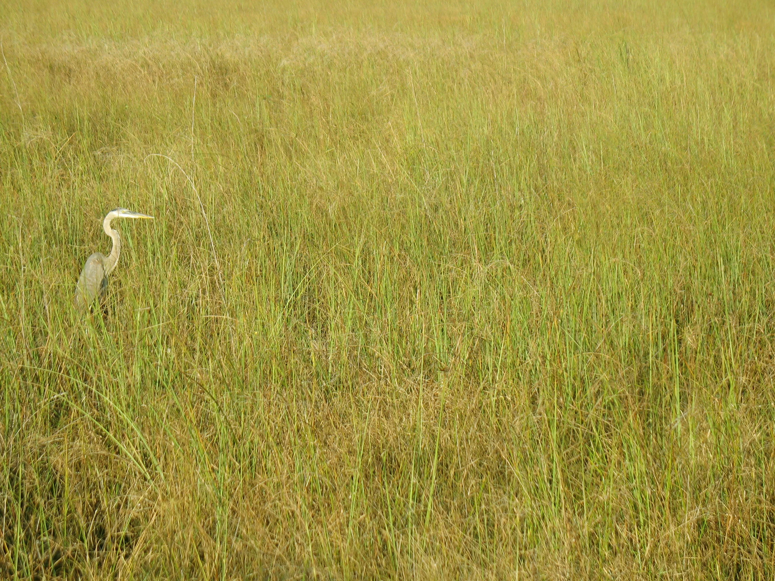 EVERGLADES, FLORIDA