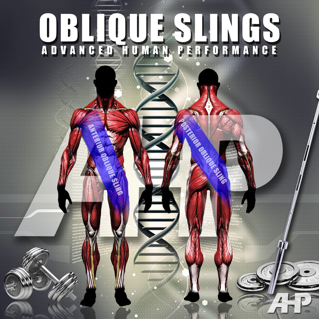 Oblique Slings The Secret To Athletic Performance Strength Advanced Human Performance Official Website Home Of Dr Joel Joshua Seedman