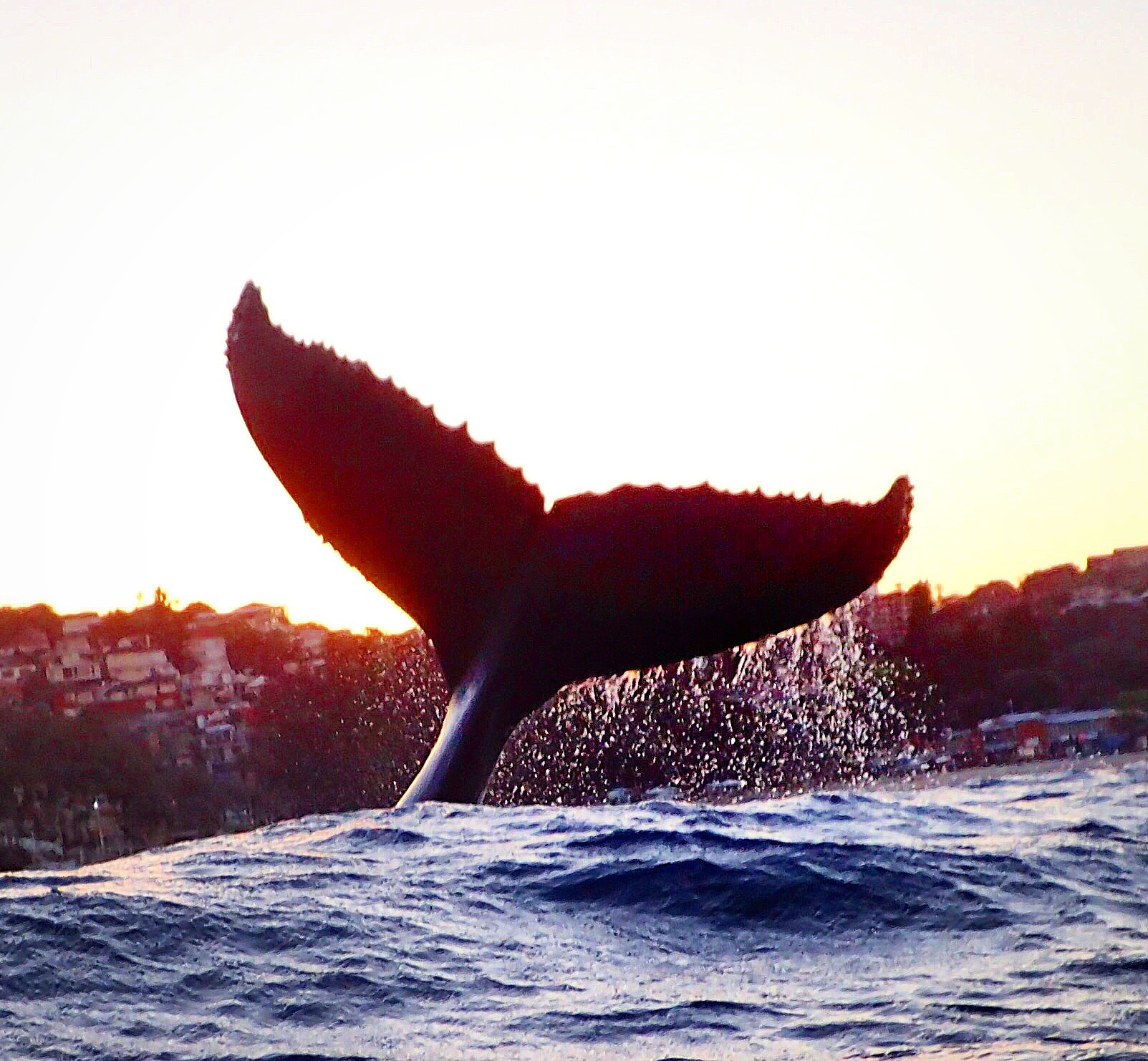 Snapped this off Bronte 10 metres in front of my SUP - anyone keen to come for a paddle with me???