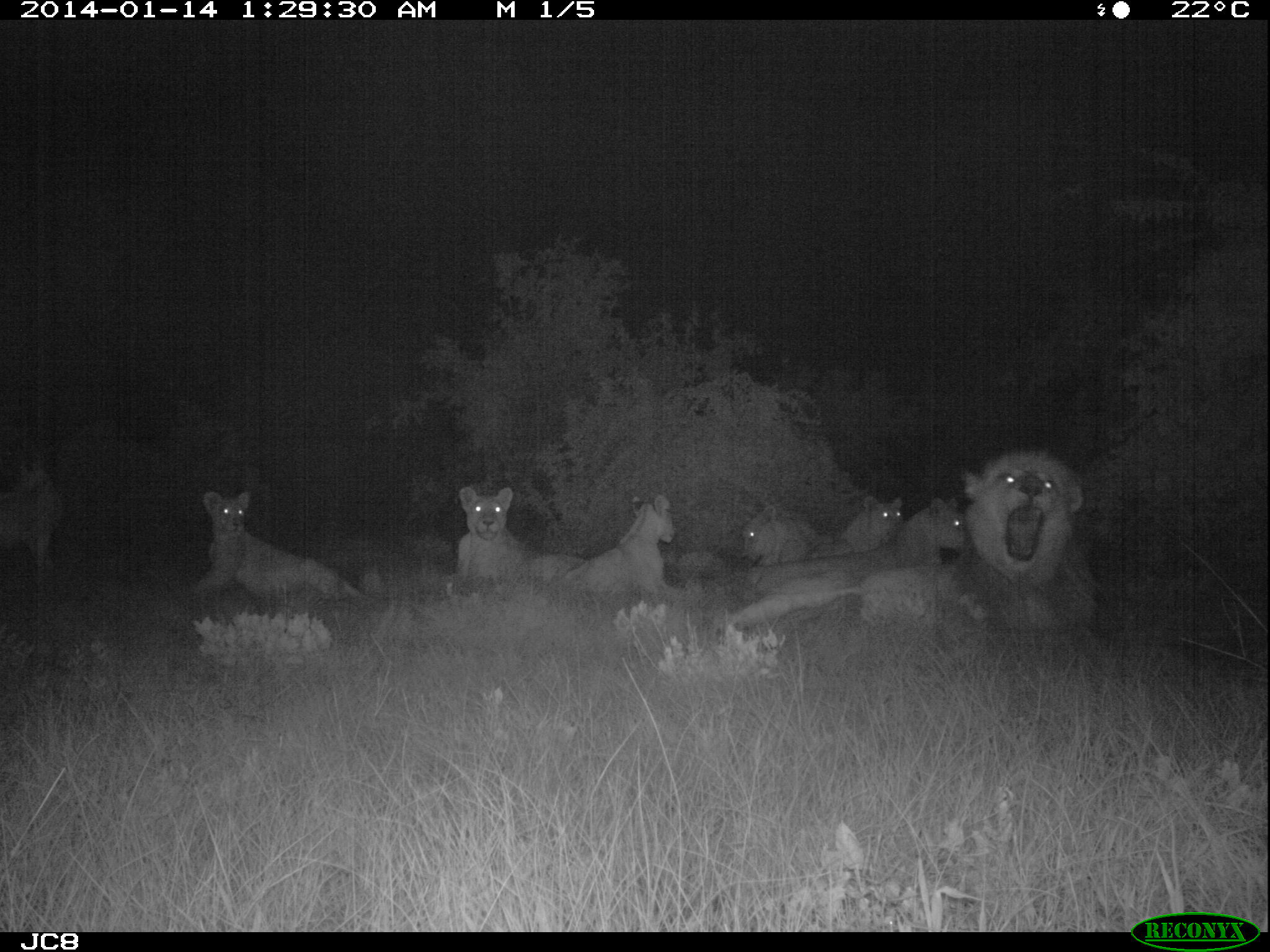 Camera trap photo. PC: Jeremy Cusack