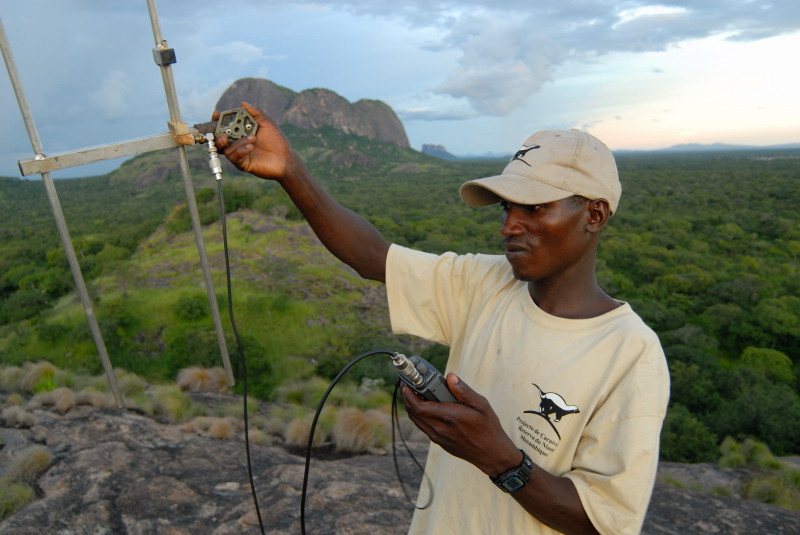 Radio tracking lions in Niassa. PC: Colleen Begg, Niassa Lion Project 