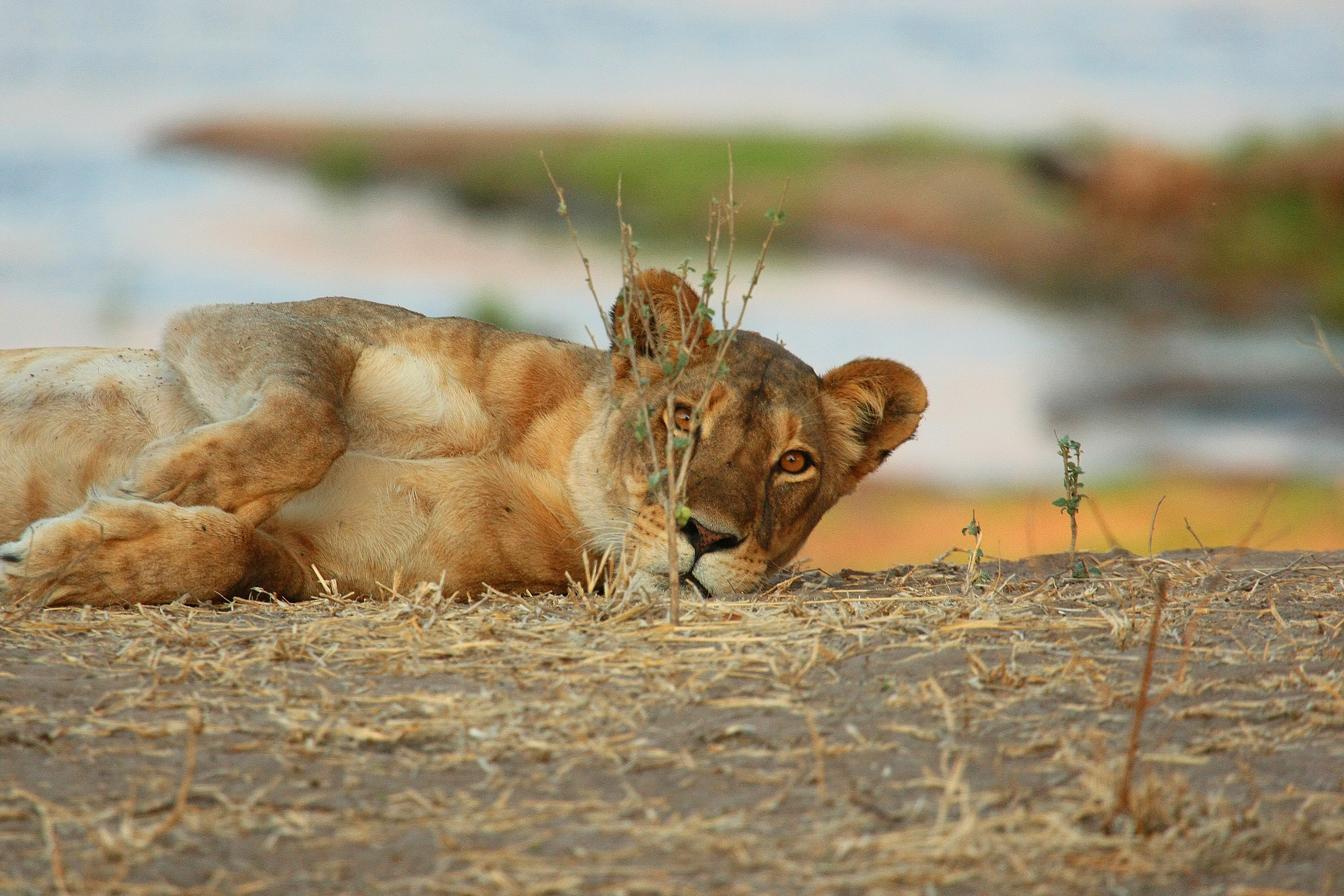 PC: Mwagus Safari Camp, Ruaha Carnivore Project