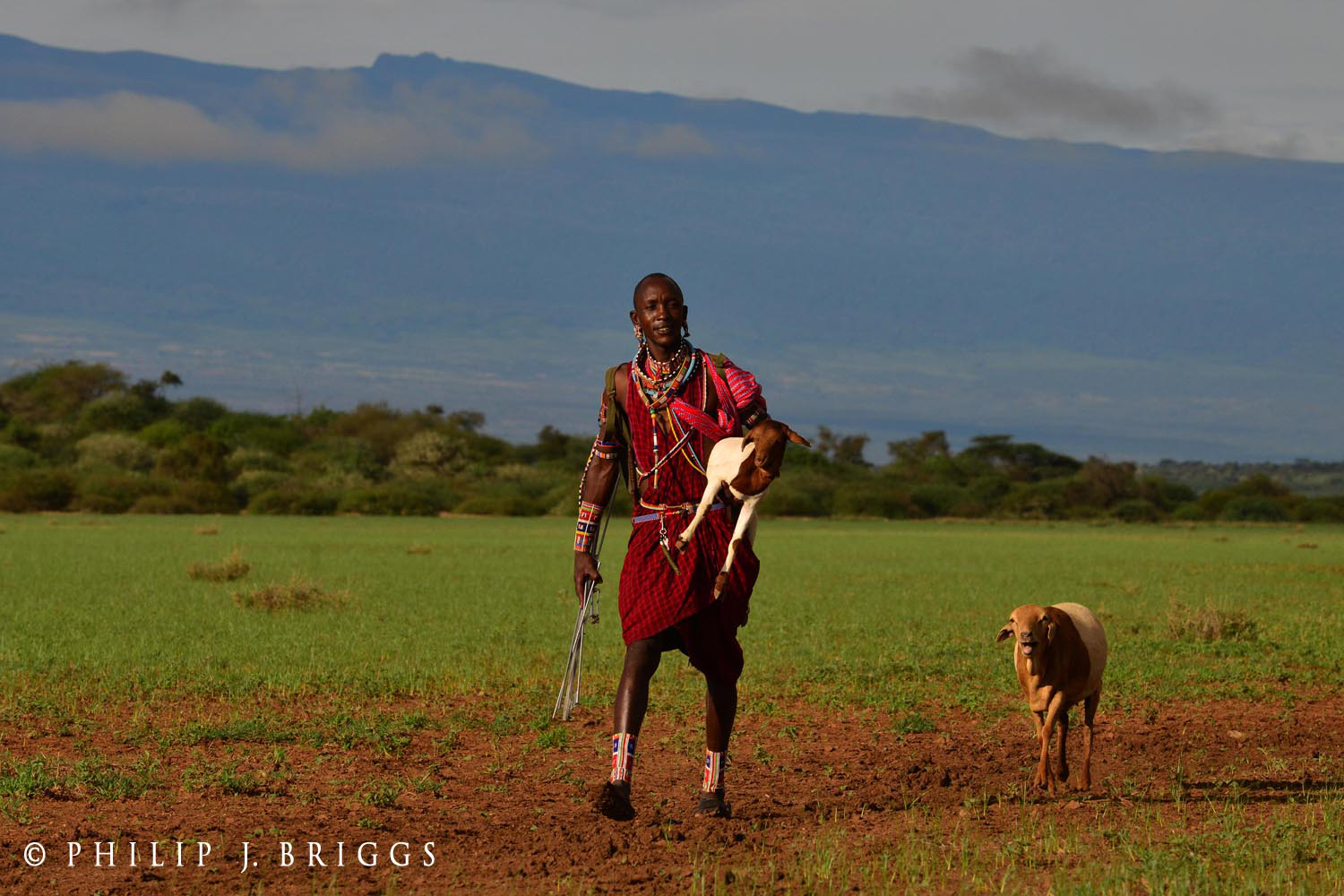 Lion Guardian recovering lost livestock
