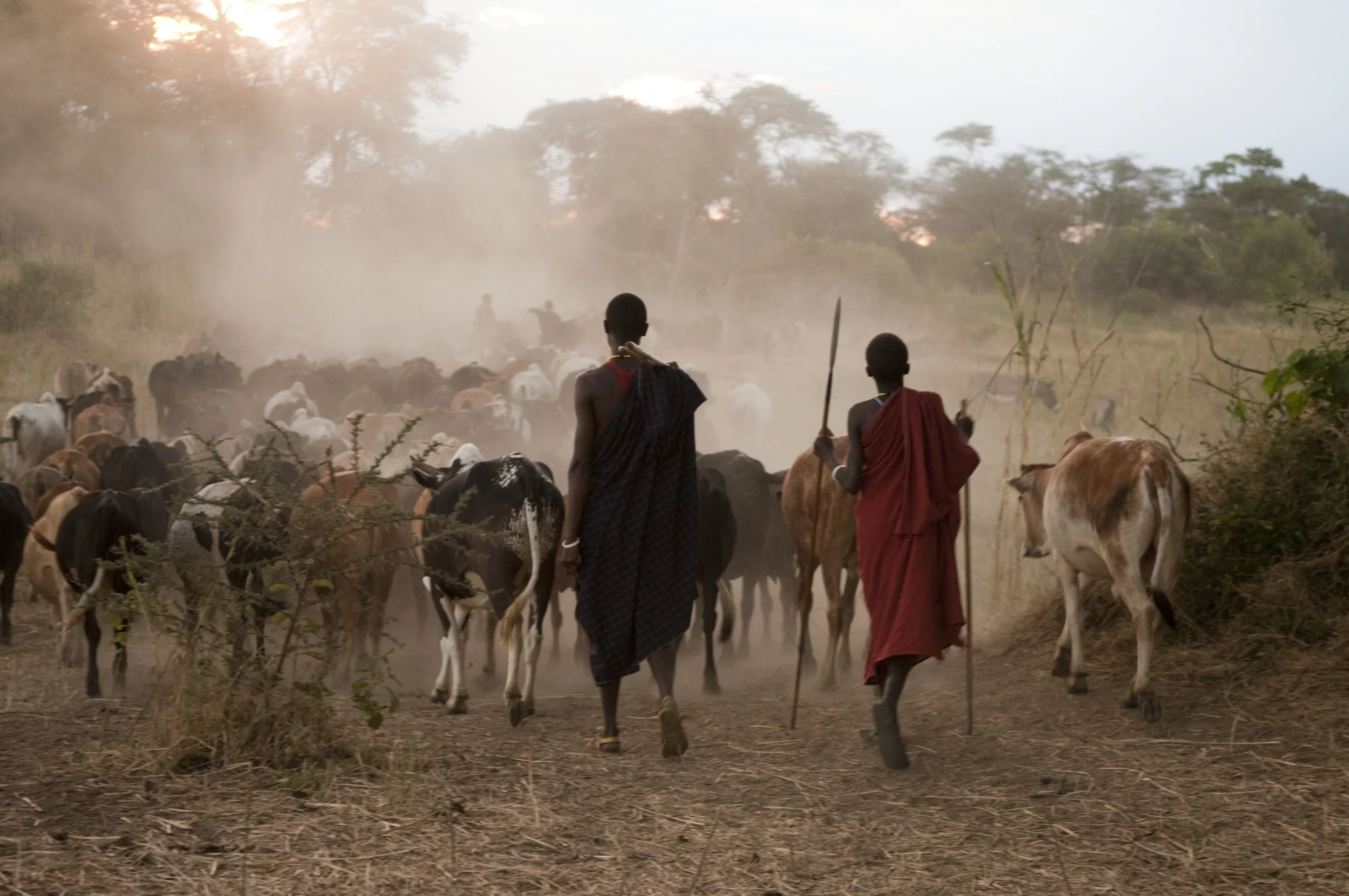 RESOURCES HERO_Barabaig & cattle (c) Andrew Harrington (1).JPG