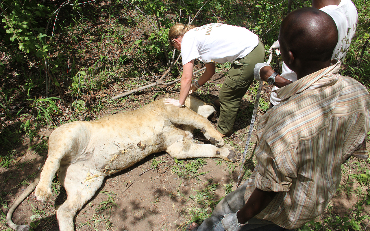 Dr. Amy Dickman examining a deceased young male lion. PC: Jon Erickson 