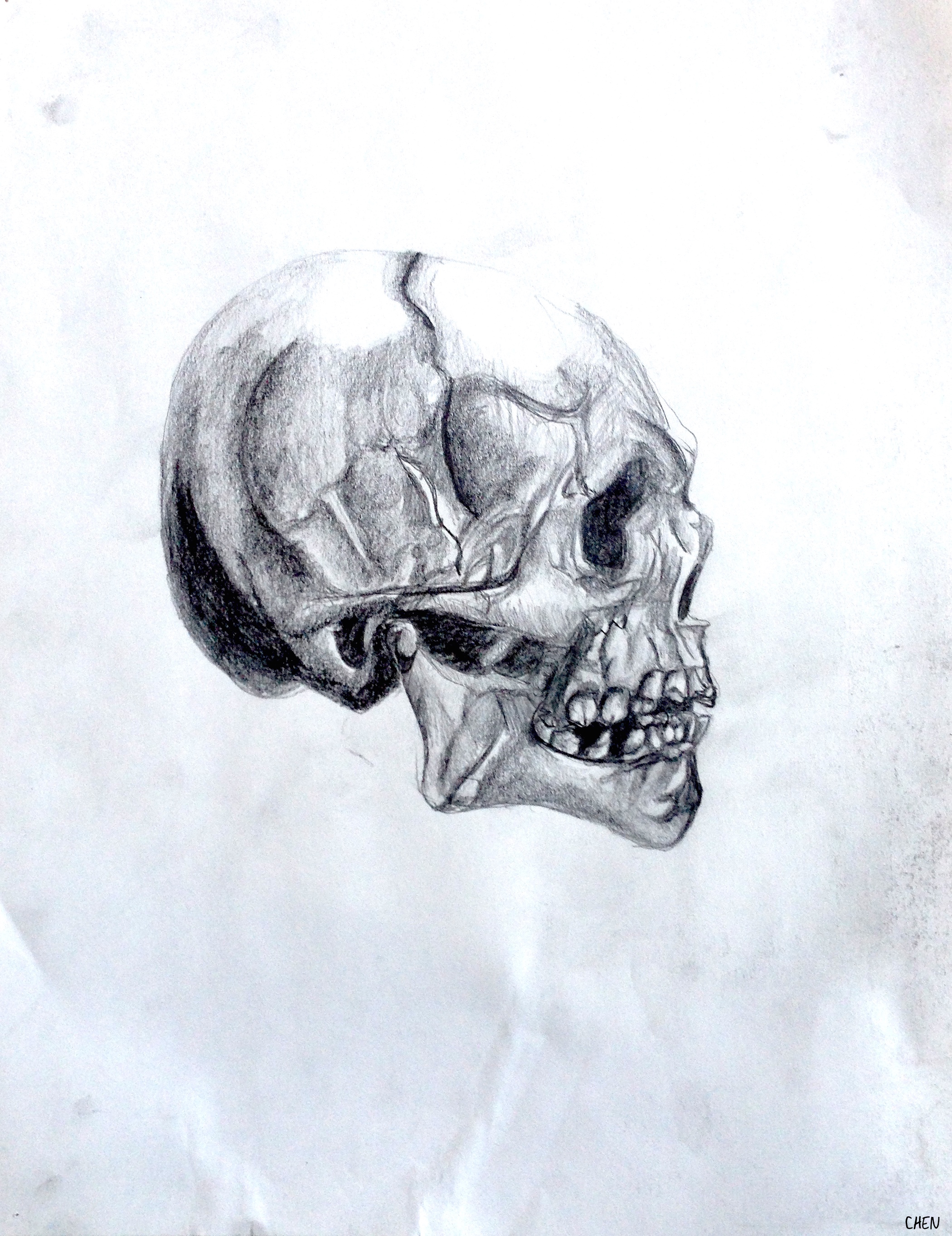 Skull 1.JPG