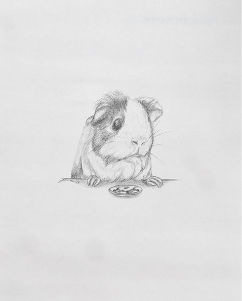 Guinea Pig.PNG
