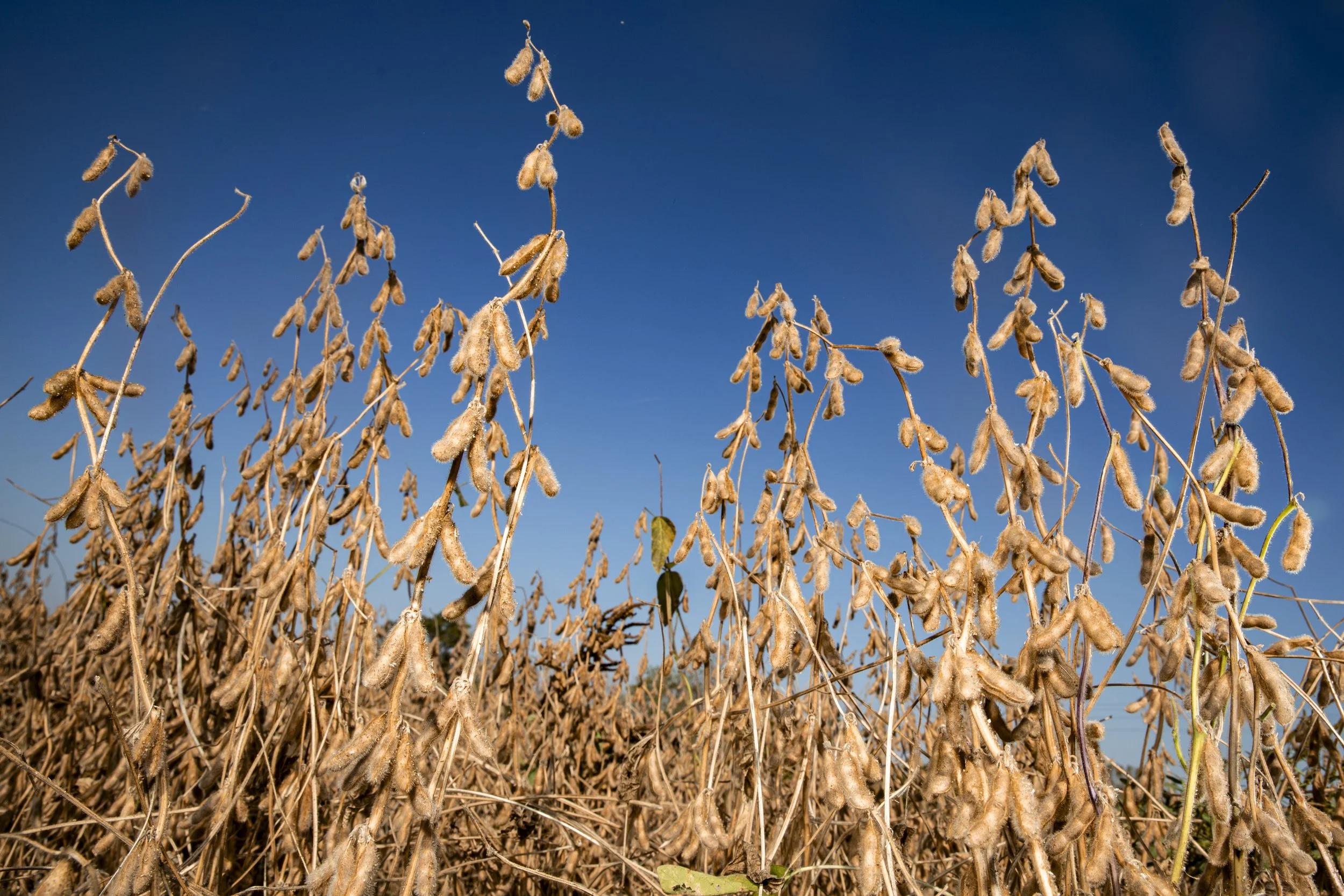 20251003_XiJinpingIowaSoybeans_022.JPG