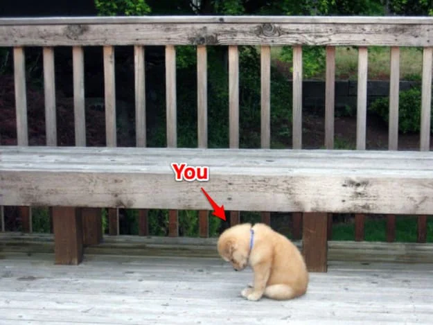 Here's you, aka sad puppy. 