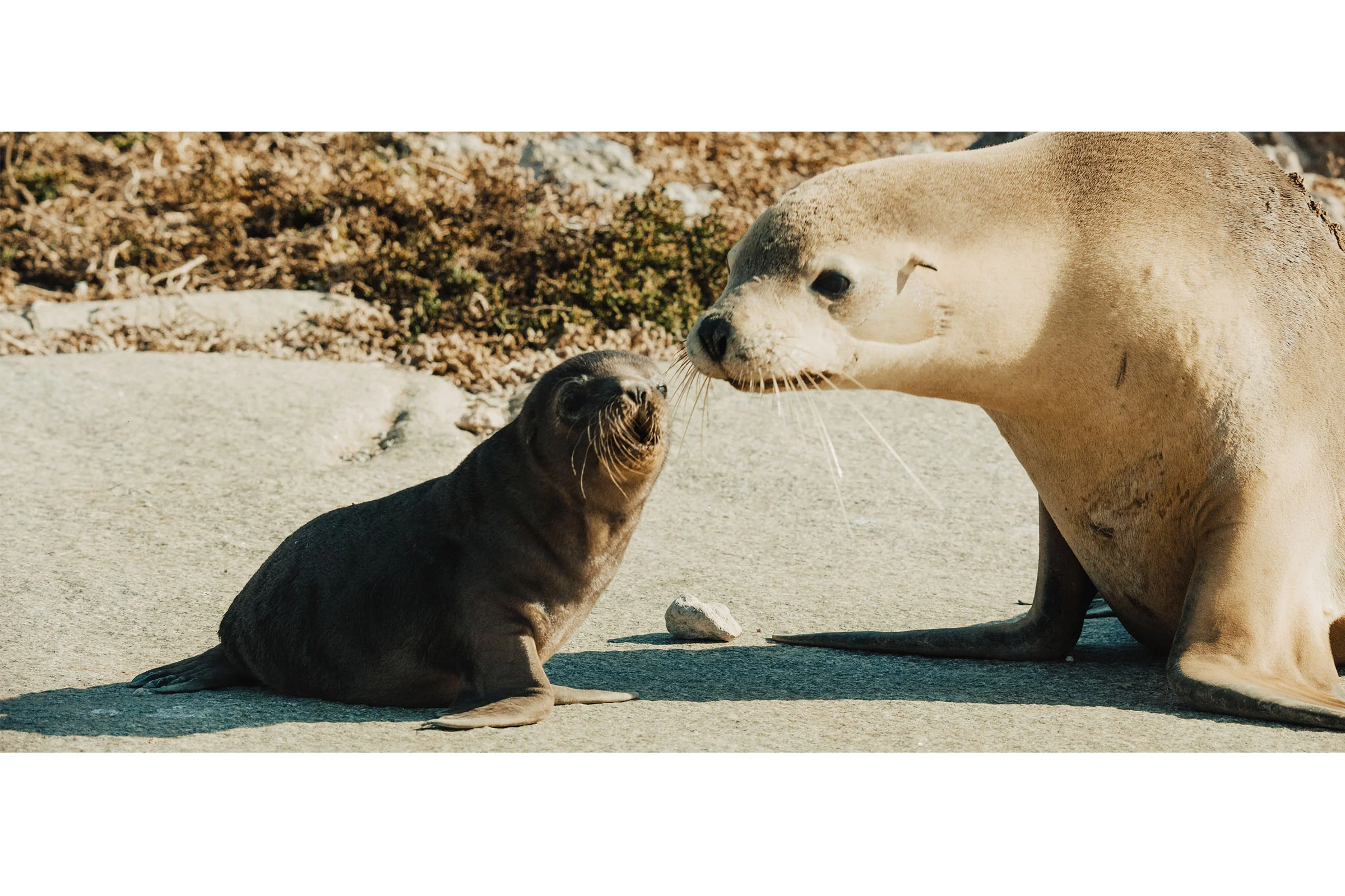 sealions.jpg