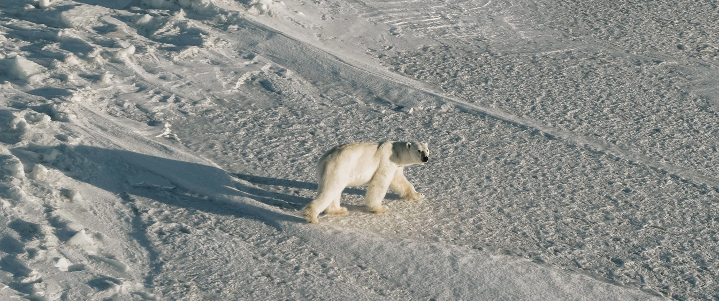 polarbear.jpg
