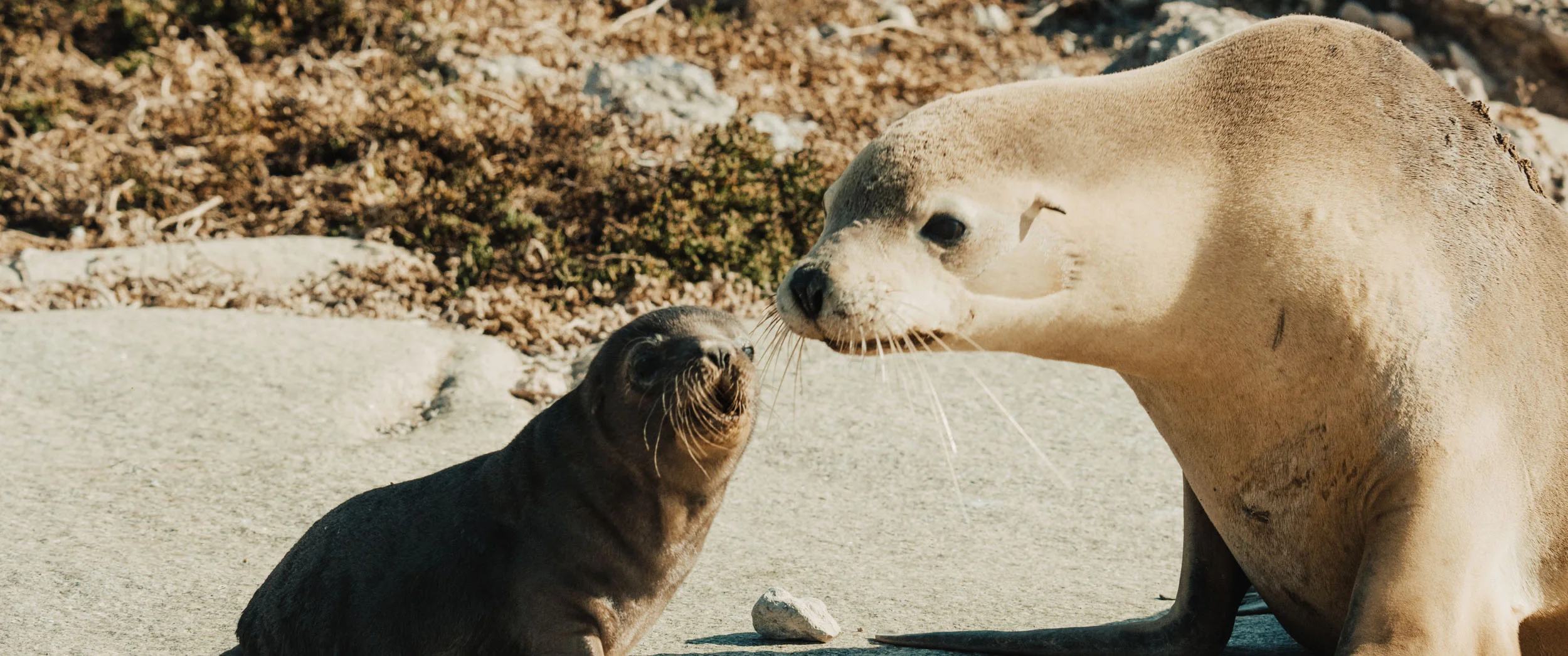 sealions3.jpg