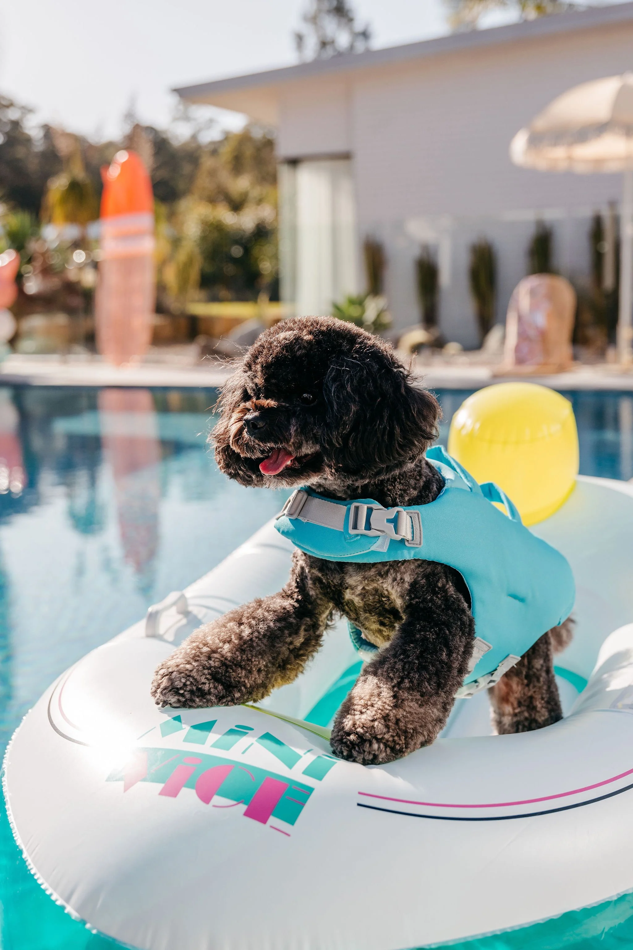 Sandy Snoot’s Funky Dog’s Life Jacket — Hone Product Design I