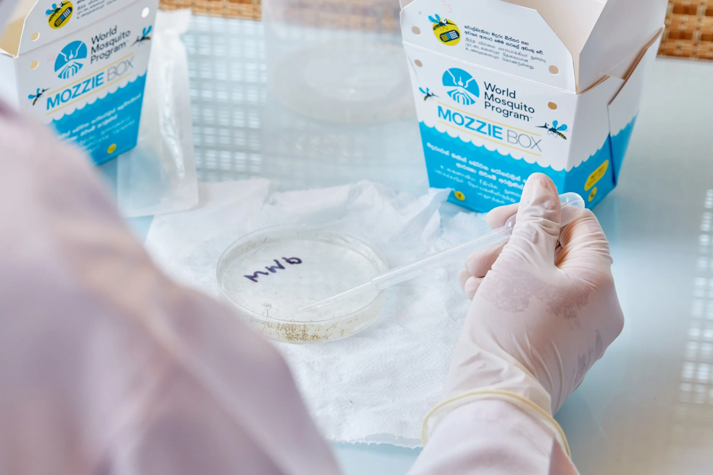 WMP Mosquito container