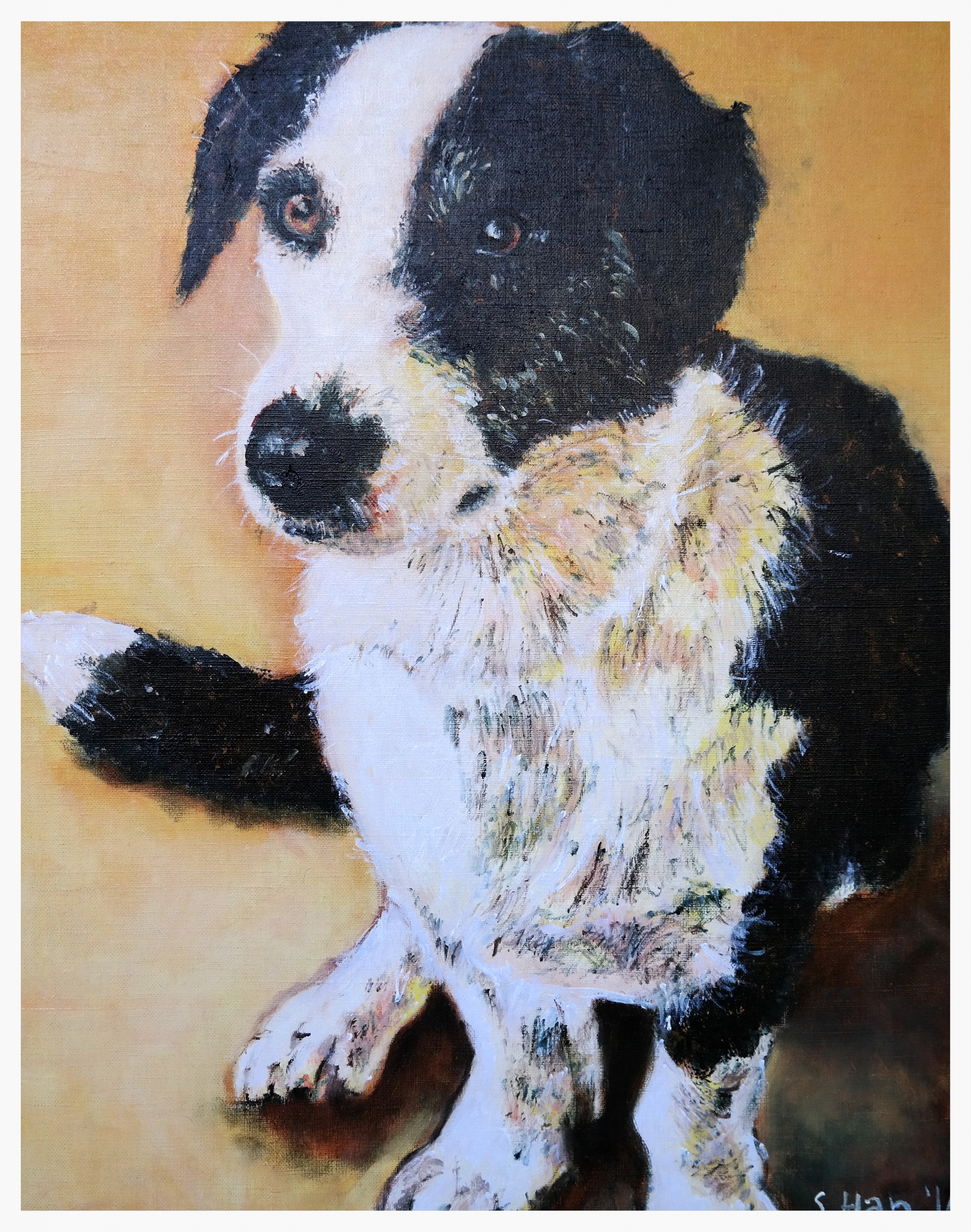Dog Portrait - Chewie at 1.5 yrs