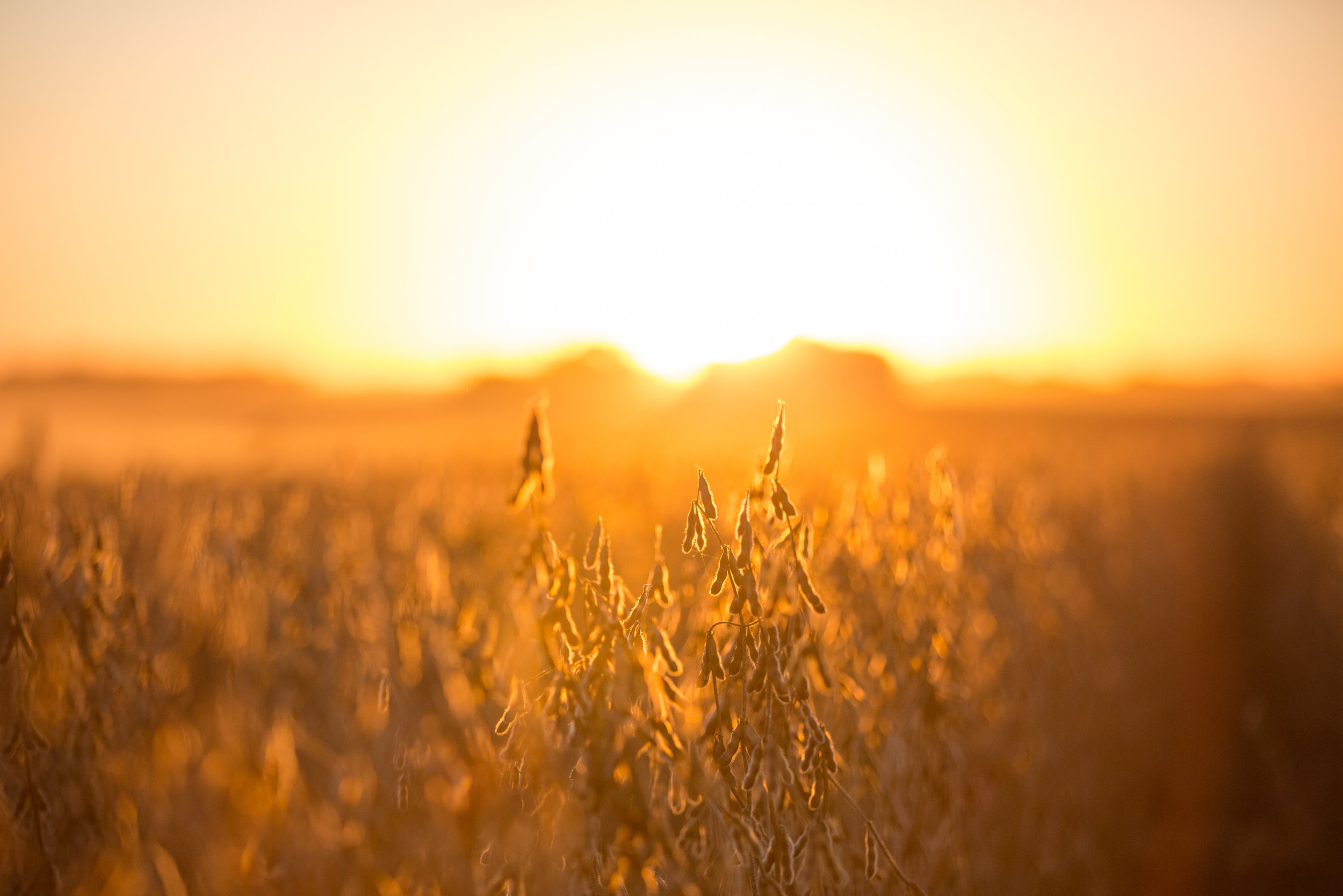 fall | harvest | sunset | john deere | combine | farming | midwest | dusk | bean harvest | stephanie lynn photography