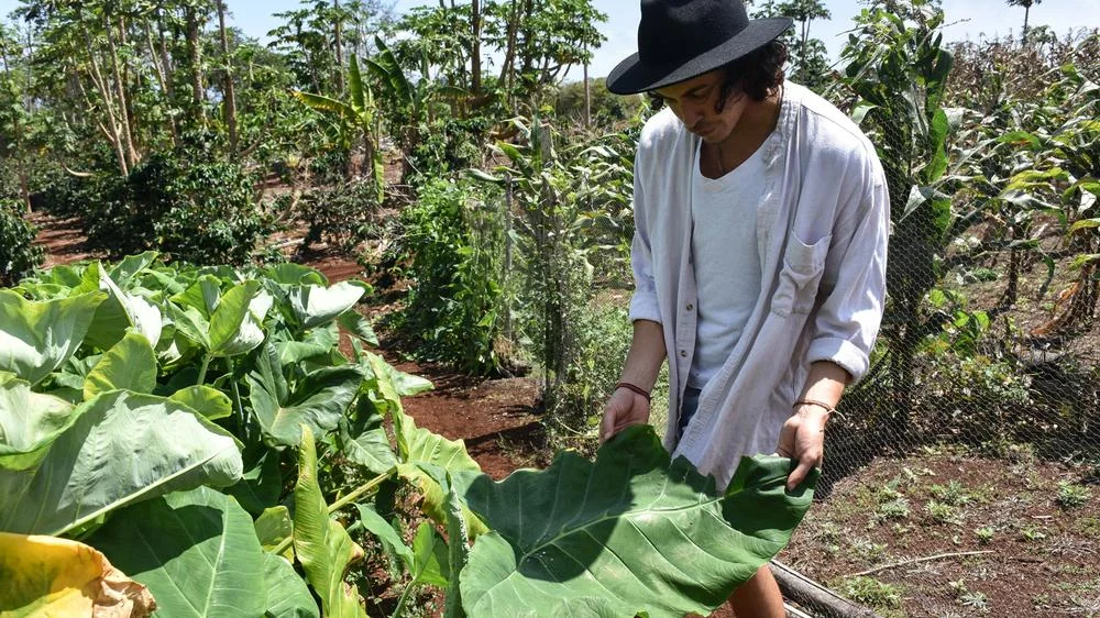 Nico Kayser with a leaf of otoy, also known as malanga or xanthosoma.