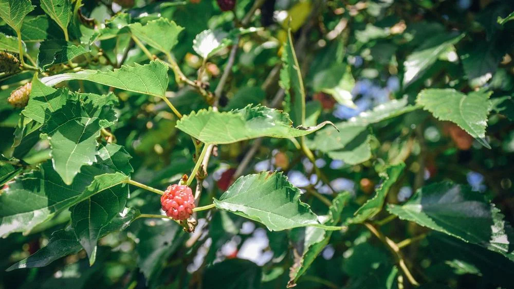 Blackberries, introduced to the Galapagos in 1968, are a highly invasive species.