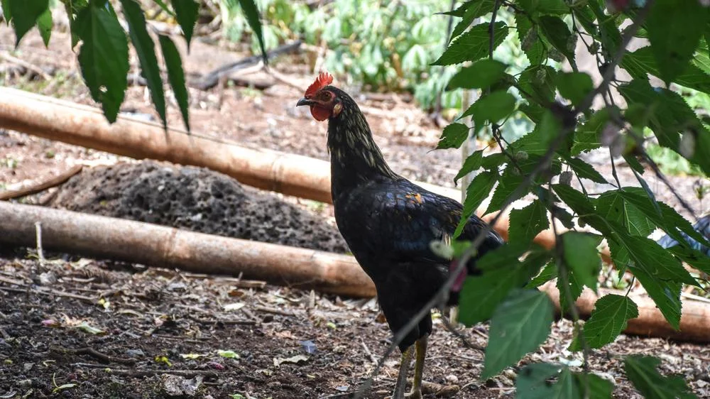 The chickens on the grounds are just for show.