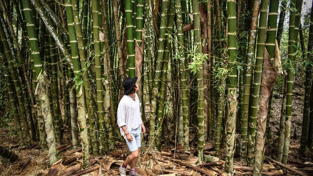 Thick stalks of bamboo are sold for $15 apiece.