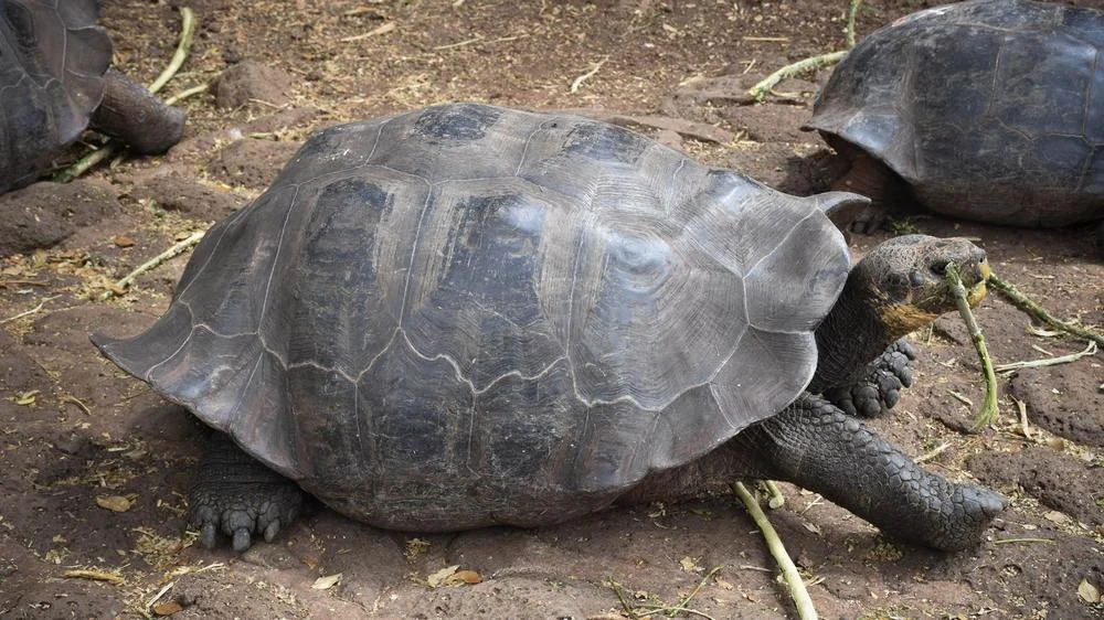 Otoy hopes to become a rehabilitation center for the islands’ famous tortoises.