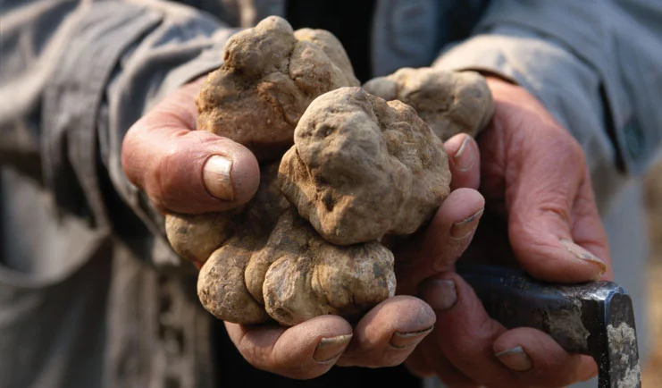 photo by HOW TO TRAIN A DOG TO FIND TRUFFLES