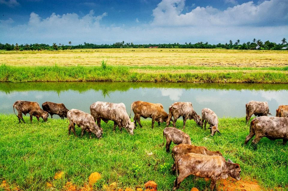 Only one percent of cows raised for beef grow up outside of a factory farm. (Photo credit: Shutterstock)
