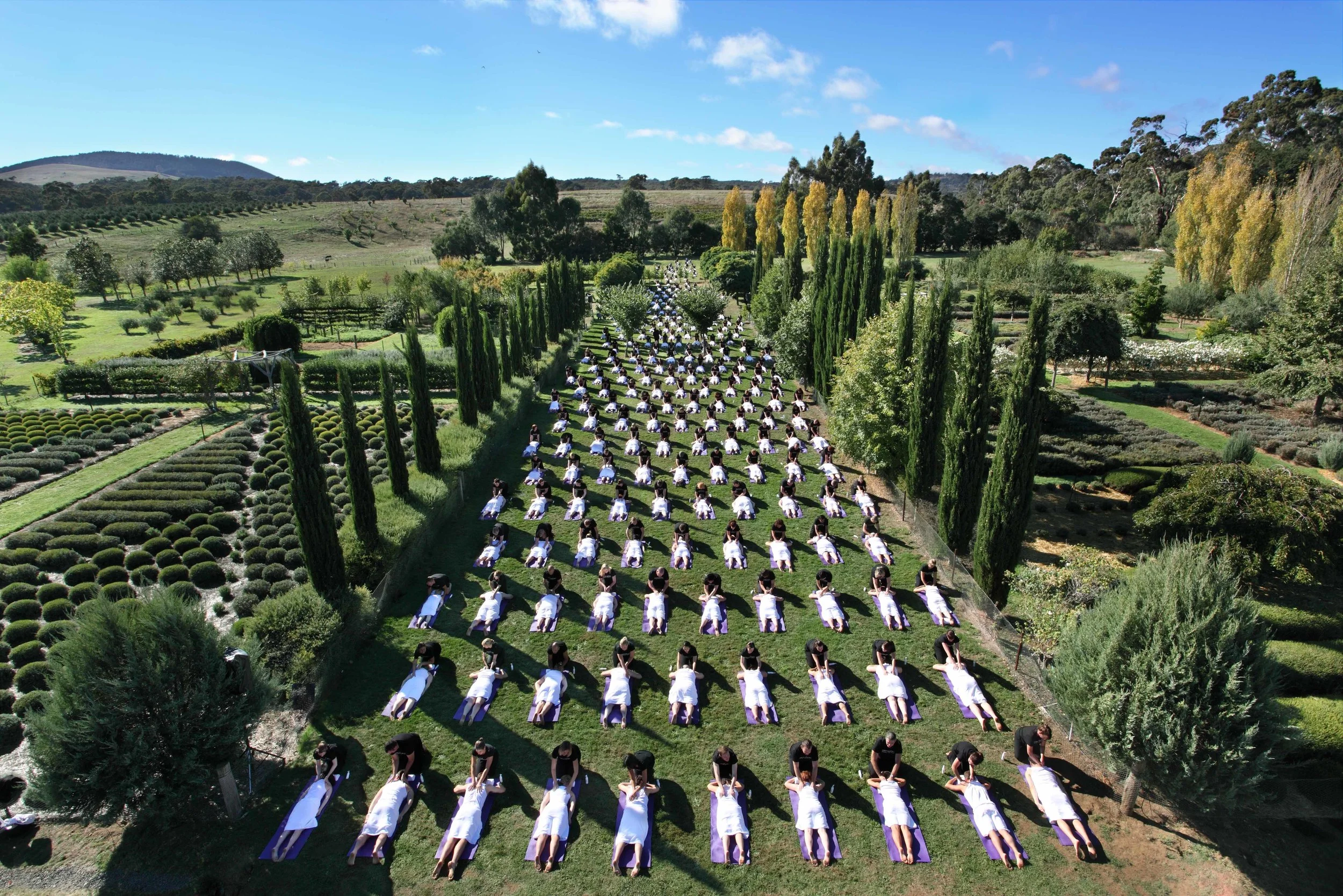 Daylesford Massage en Masse Campaign – World record for most simultaneous massage – Location: Daylesford Lavendar Farm