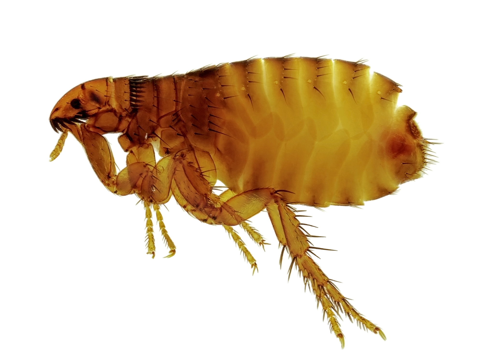 Flea.jpg