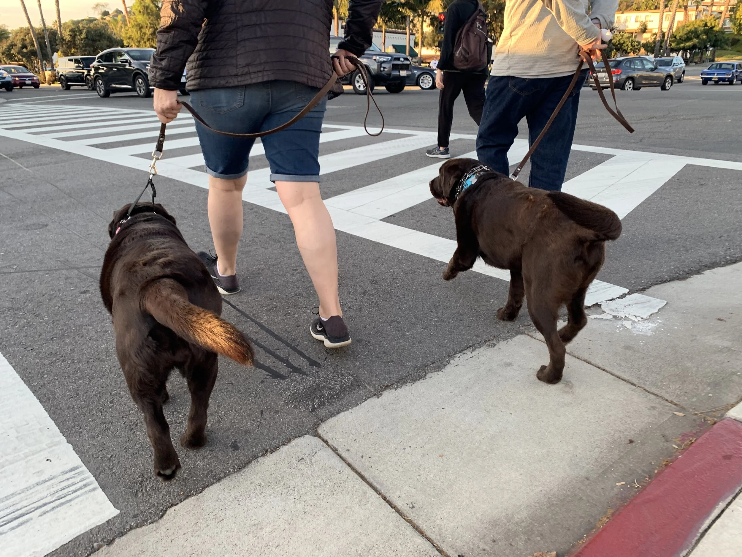 local dog training classes