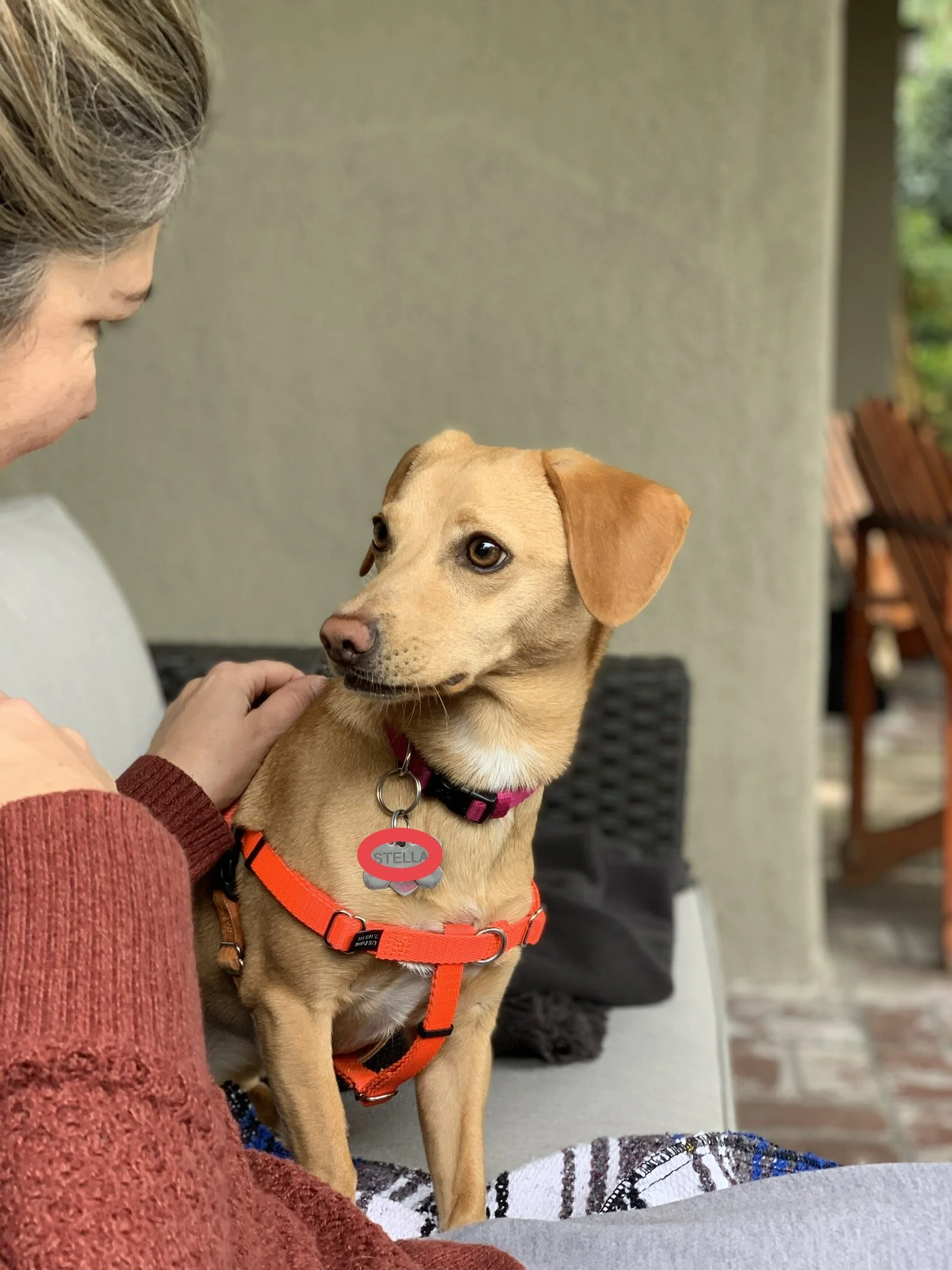 Introduction to Basic Obedience Dog Training