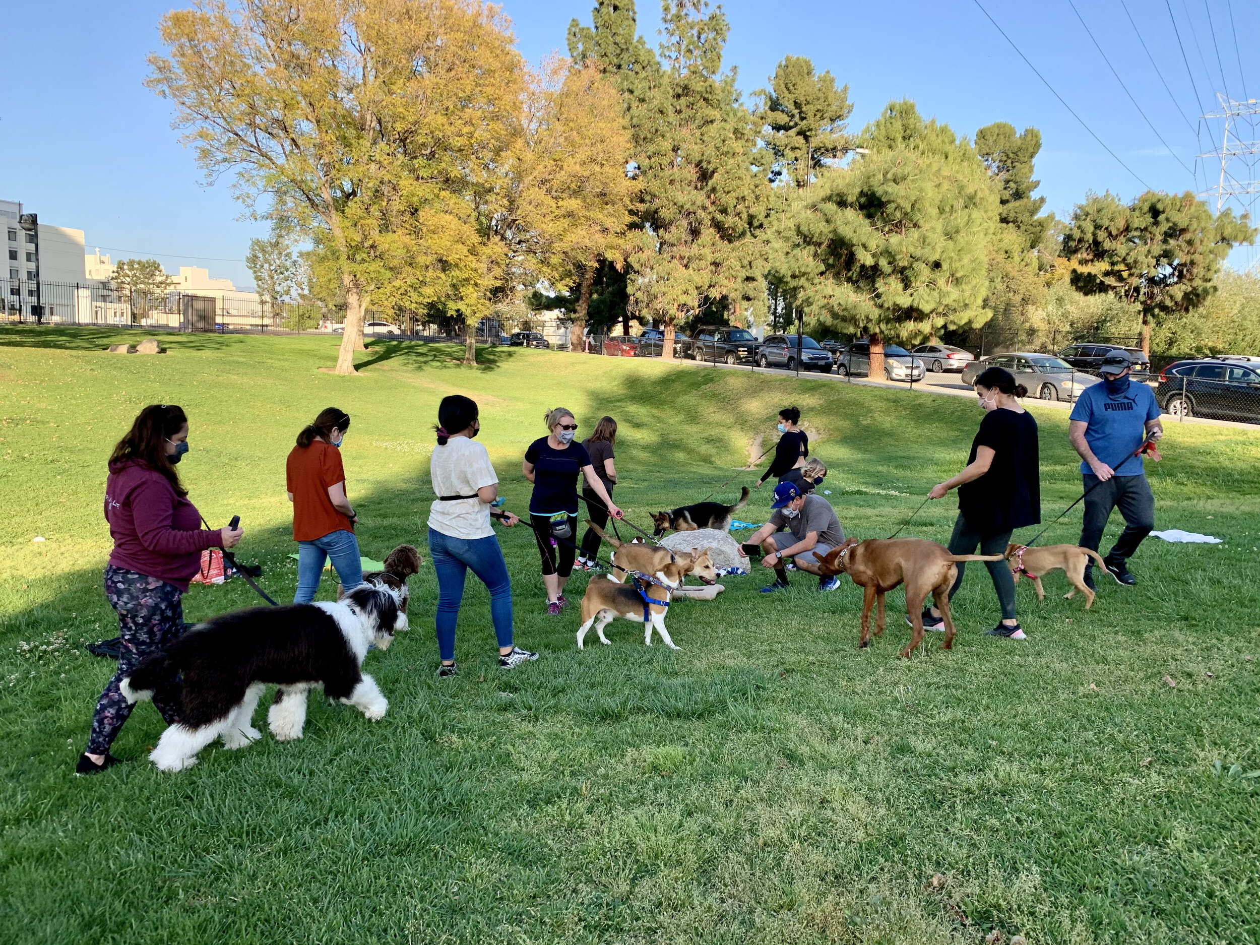 Afforable Dog Training and Obedience classes